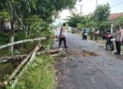 Warga Way Kanan Tewas Tertimpa Pohon Tumbang