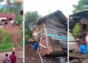 Kawanan Gajah Liar Kembali Mengamuk di Tanggamus, 7 Rumah Warga Rusak
