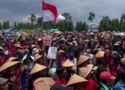 Harga Jual Singkong Masih Dibawah Rp1000 Ribuan Petani Singkong Lampung Demo