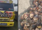 Polisi Tangkap 2 Pelaku Pencurian Buah Sawit 1,3 Ton di Tubaba