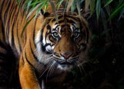 Warga Lampung Barat Tewas Diterkam Harimau di Kebun Kawasan TNBBS