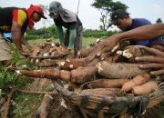 KPPU Temukan Ada 4 Perusahaan di Lampung Impor Tapioka Hingga 59.050 Ton