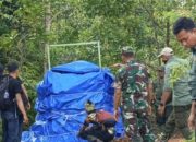 Harimau Sumatera Masuk Kandang Jebak di Pesisir Barat Lampung