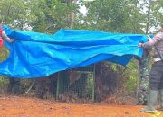 Petugas Berhasil Evakuasi Harimau Sumatera dari Perangkap di Pesisir Barat
