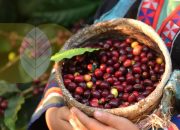 Petani Sumringah, Harga Biji Kopi di Pagar ALam Tembus Rp75 Ribu Perkilogram