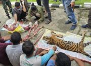 Kejam, Harimau Sumatera Kena Jerat Malah Dibunuh, Dikuliti Lalu Dicincang, 6 Pelaku Ditangkap