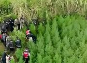 Menhut Klarifikasi Penemuan Ladang Ganja di Bromo Pakai Drone