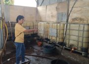 Kepala Kampung di Lampung Tengah Diduga Timbun BBM Bersubsidi, Ditemukan Saat Olah TKP Pembakaran