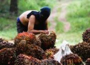 Polisi Tangkap 2 Pencuri Sawit di PTPN Bekri Lampung Tengah