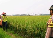 Lansia di Lampung Selatan Meninggal Mendadak di Sawah, Polisi Pastikan Bukan karena Kekerasan