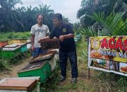 Rumah Madu Agasi : Produksi Madu Murni dari Perkebunan Akasia dan Sawit Jambi-Riau