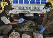 Penyelundupan 10,8 Ton Ceker Ayam Ilegal Digagalkan di Bakauheni Lampung