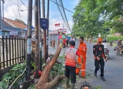 Tragedi Pohon Tumbang di Bandar Lampung, Tenaga Honorer Tewas Tertimpa, Ayah Luka Parah